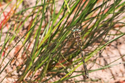 Oxygastra curtisii